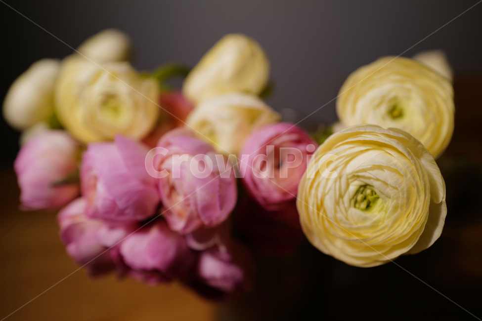 plant,식물,꽃,blossom,flower,꽃꽂이,꽃장식,감성사진