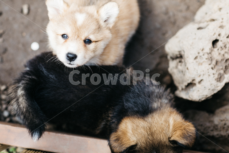 멍멍이,강아지,댕댕이,dog,똥개,귀여운,동물,아기강아지,개,동물,animal,포유류,mammal,개,강아지,dog,doggy