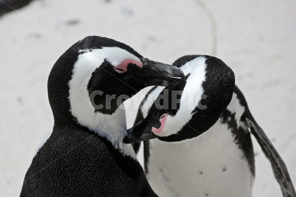 펭귄,아프리카,야생동물,케이프타운,사랑,남아공,볼더스비치,자카드펭귄,케이프펭귄,아프리칸펭귄,조류,동물,animal,조류,새,birds