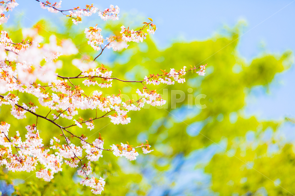 봄,벛꽃,봄풍경,나무,벛나무,봄,계절,spring,season,식물,자연,plants,nature,꽃,flower,plant,leaf,잎,tree