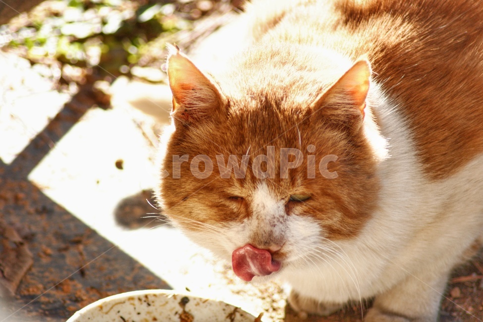 pet,cat,animal,동물,고양이,포유류,동물,animal,포유류,mammal,고양이,cat,kitten,kitty