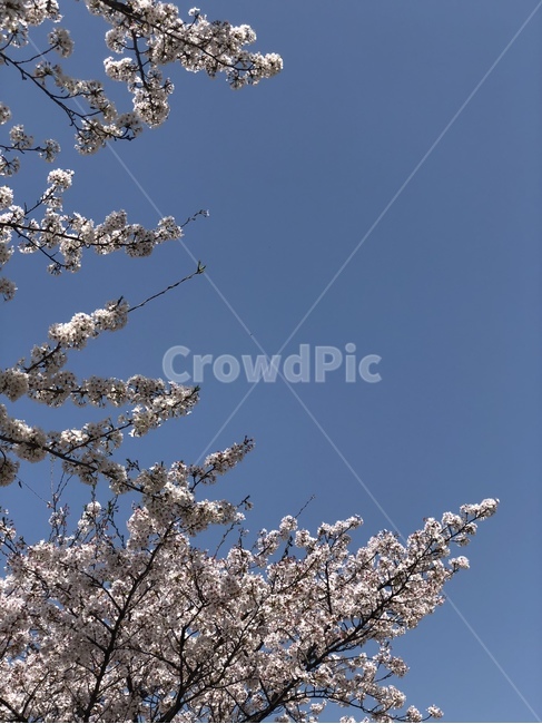 벚꽃,하늘,sky,cherryblossoms,봄,봄,계절,spring,season,자연,풍경,nature,landscape,식물,plants,꽃,flower,plant,cherry blossom,blossom