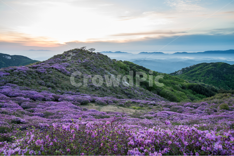 철쭉,꽃,운해,구름,하늘,산,봄,황매산,축제,일출,노을,해,태양,flower,sky,mountain,spring,festival,cloud,sunrise,봄,계절,spring,season,자연,풍경,nature,landscape,한국자연풍경,한국자연경관,korea nature landscape,outdoors,옥외