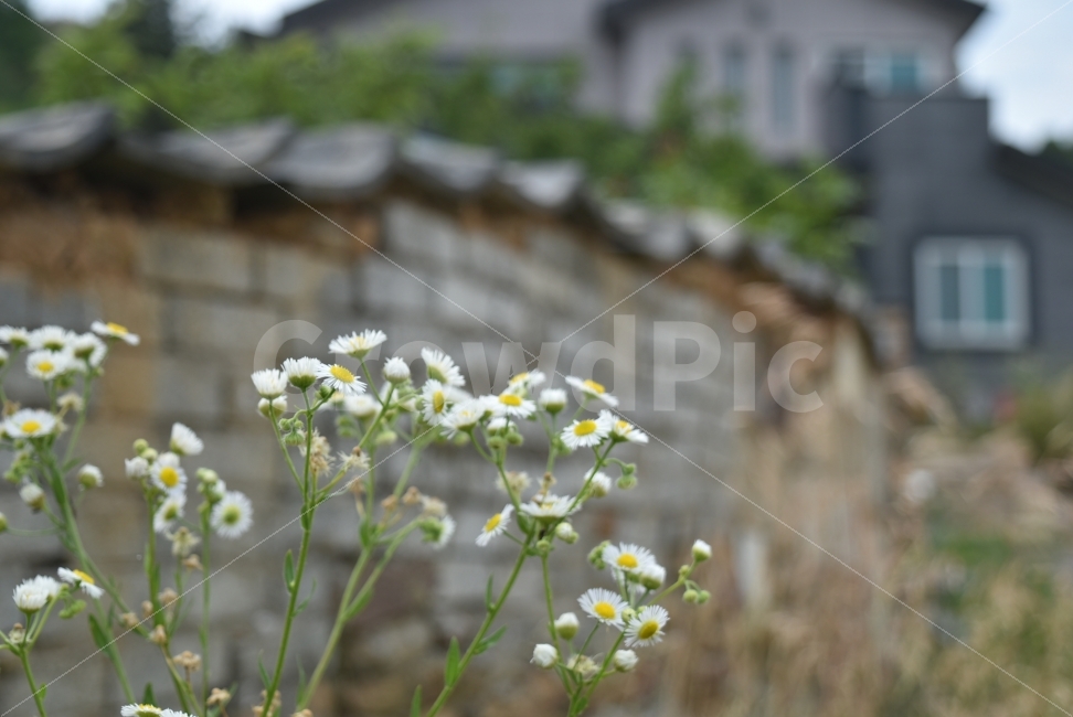 시골,돌담,꽃,개망초,농촌,향수,성주,고향,식물,자연,plants,nature,꽃,flower