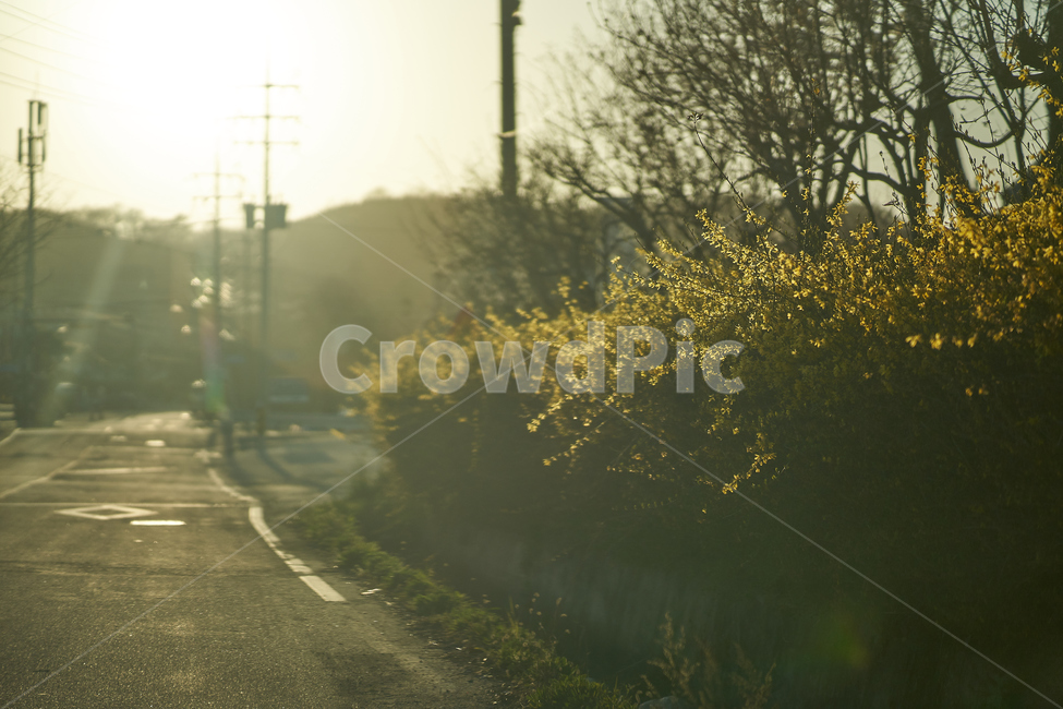개나리,봄,꽃,flowers,botanical