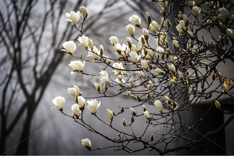 목련,봄,꽃,spring,flower,magnolia,4월,april,봄,계절,spring,season,식물,자연,plants,nature,꽃,flower,plant