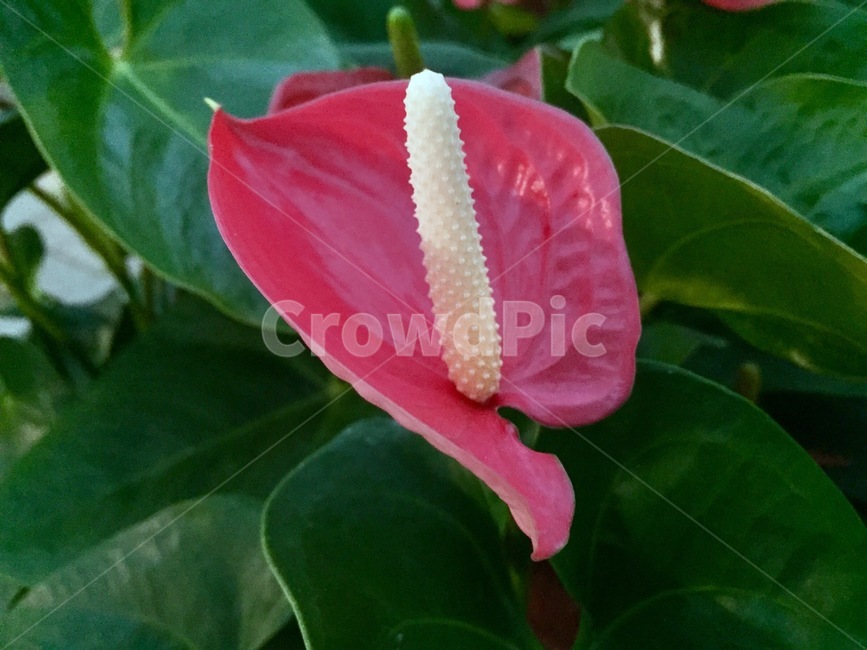 plant,식물,flower,꽃,anthurium,blossom,국화,green,red,beautiful