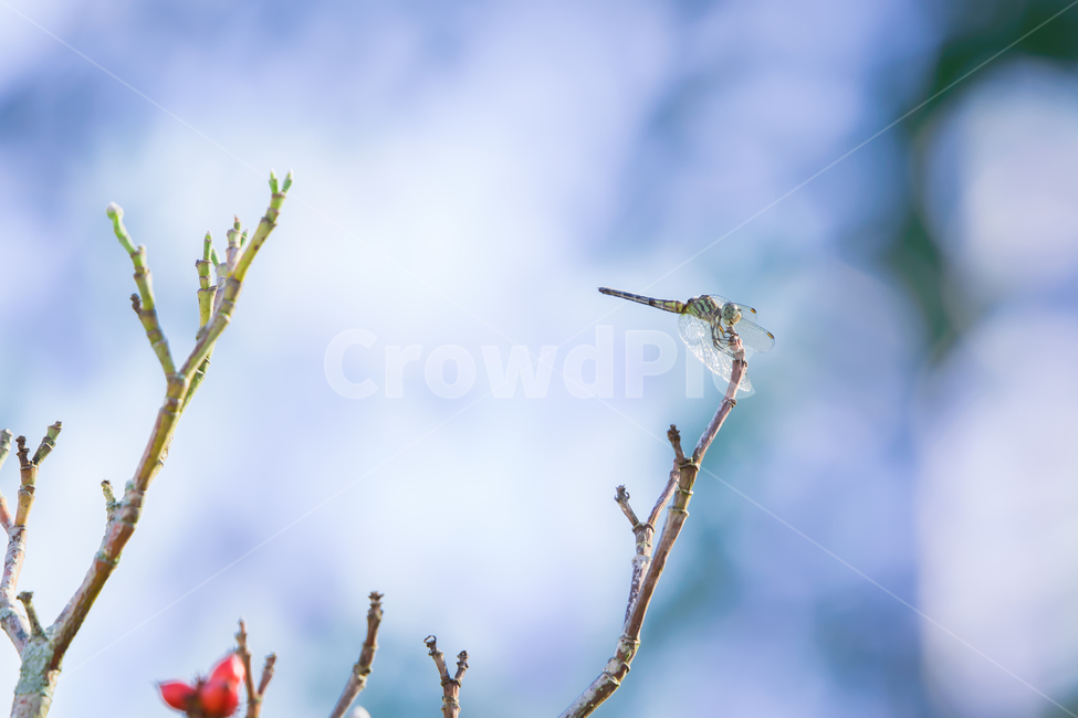 잠자리,dragonfly,insect,곤충,branch,동물,animal,곤충,벌레,insect,bug