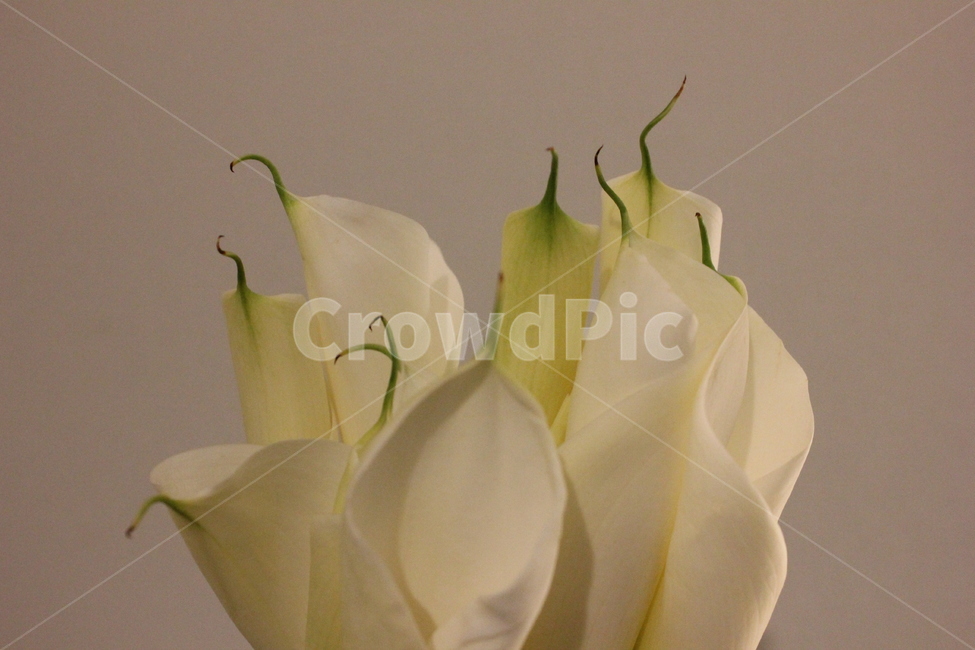 white flower,calla,petal,bouquet flowers,bouquet,calla flower,whiteflower,summer flowers