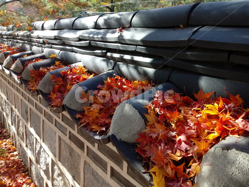 단풍,단풍잎,가을,leaf,잎,plant,식물,계절,fallautumnseason,outdoors,옥외,자연풍경,naturelandscape,낙엽,기와,돌담,담장,가을,계절,fall,autumn,season,식물,자연,plants,nature,tree,나무,maple