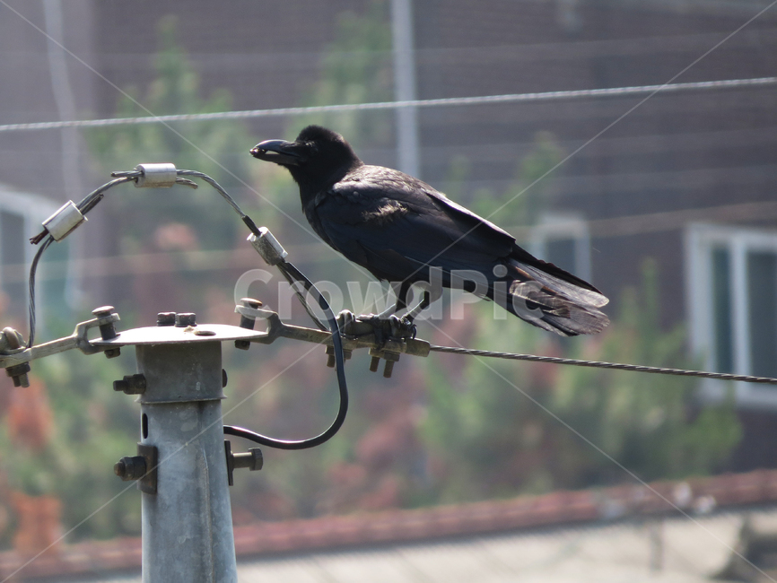 까마귀,조류,동물,새,bird,birds,animal,crow,전선,전봇대,도시,동물,animal,조류,새,birds