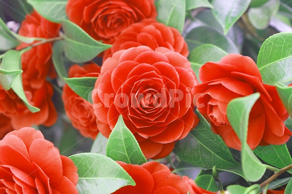 동백꽃,꽃,겨울,감성사진,자연,봄꽃,spring,flower,flowers,red,green,plant,식물,blossom,식물,자연,plants,nature,꽃,flower