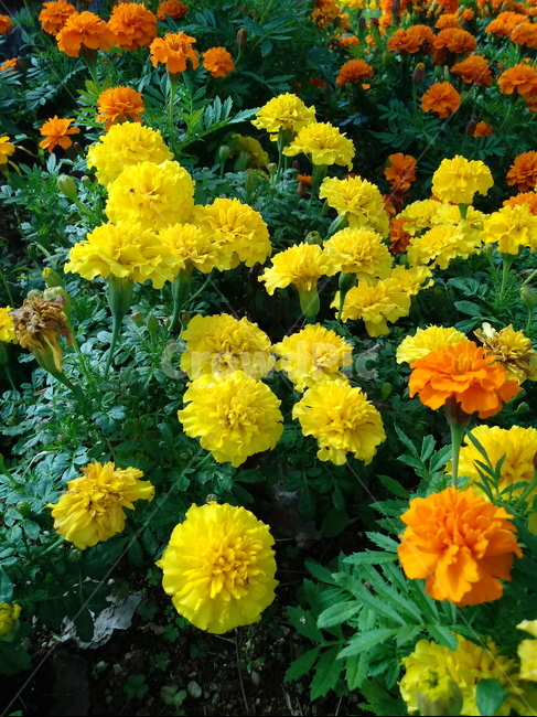 꽃,식물,꽃잎,plant,flower,blossom,금잔화,금송화,메리골드,하국,도경,merigold,식물,자연,plants,nature,꽃,flower