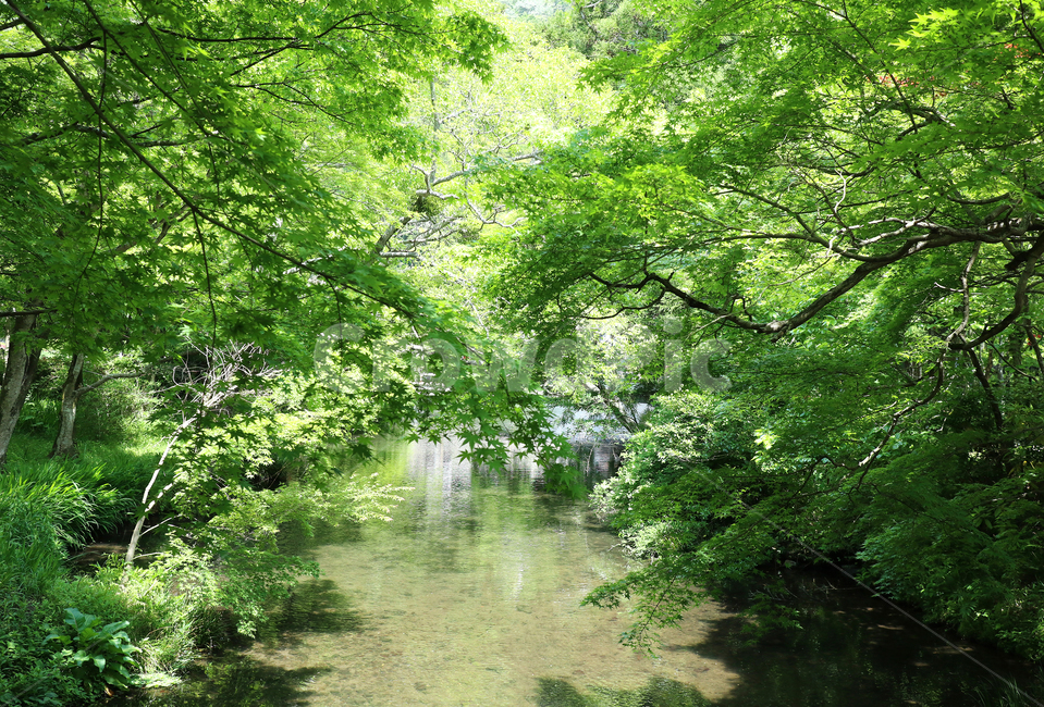자연,초록,숲,나무,식물,강,자연,풍경,nature,landscape,vegetation,초목,plant,forest,land,땅,tree,woodland,삼림지,outdoors,옥외,grove,작은 숲,water,물