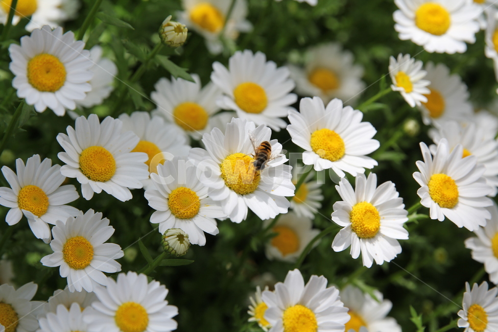 여름,가을,들꽃,꽃,플라워,wildflower,flower,summer,fall