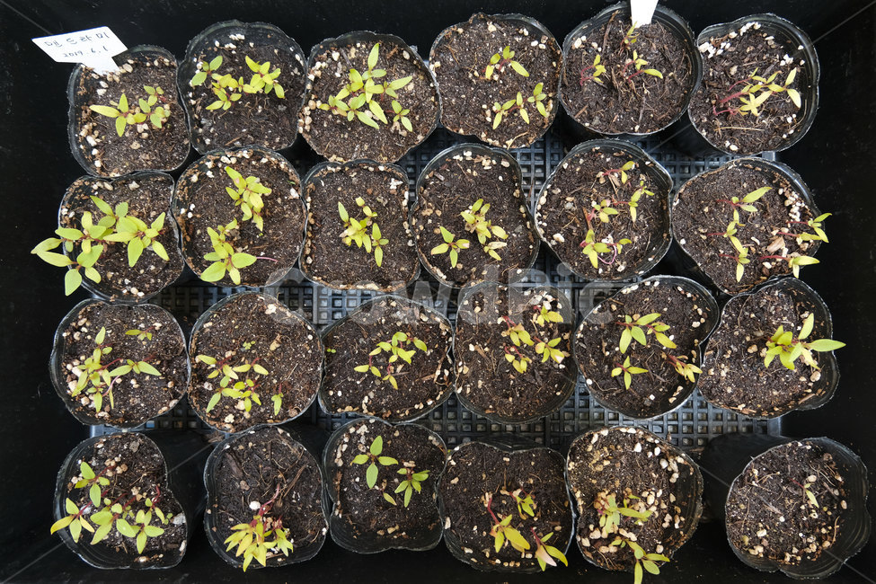 식물,화분,잎,근접촬영,접사,페트병,plant,closeup,flowerpot,leaf