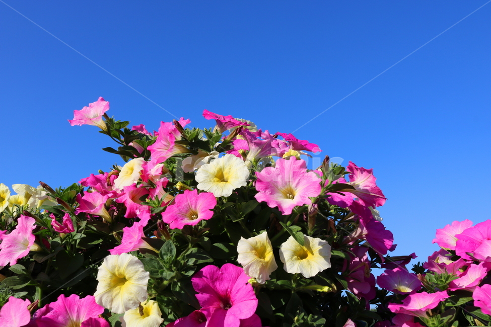 꽃,페튜니아,페튜니아꽃,식물,자연,페츄니아,분홍꽃,식물,자연,plants,nature,꽃,flower