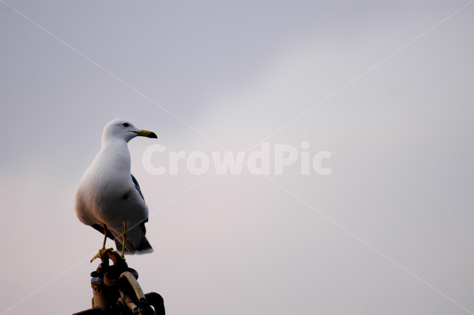 animal,갈매기,동물,bird,새,seagull,동물,animal,조류,새,birds