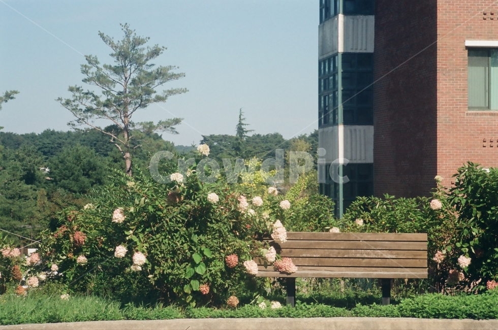 필름사진,firm,벤치,bench,furniture,식물,나무,꽃,봄,학교