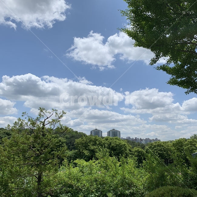 하늘,구름,맑음,나무,sky