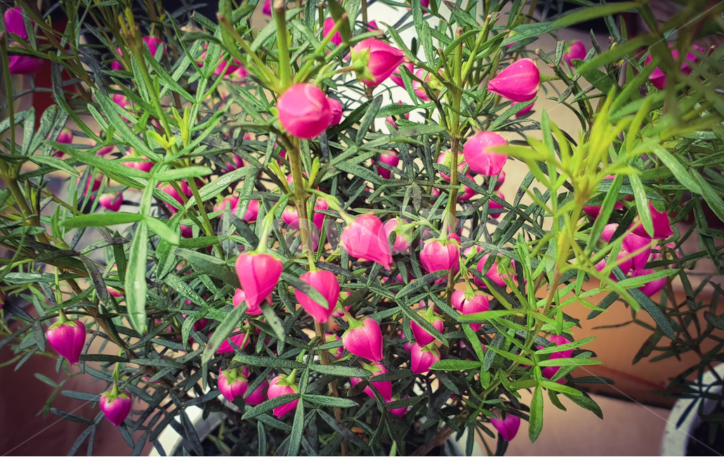 봄,꽃,화분,핑크,화초,식물,자연,plants,nature,꽃,flower