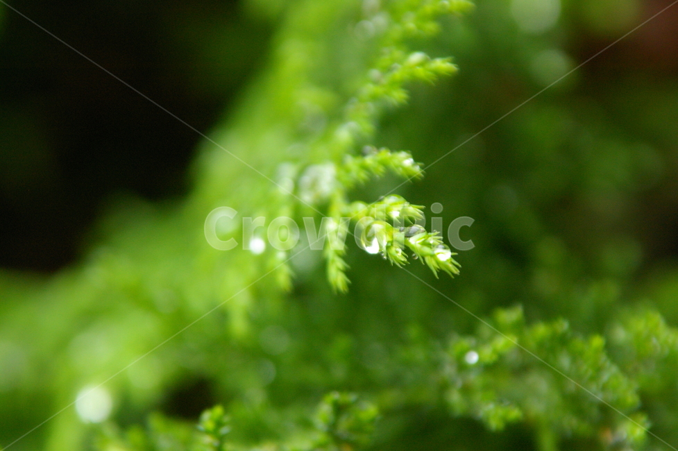 흐린날,비,rain,rainy,나뭇잎,빗방물,물방울,식물,식물,자연,plants,nature