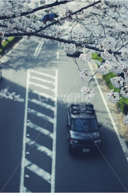 벚꽃,cherryblossom,cherry,벚나무,white,화이트,꽃,flower,봄,spring,꽃잎,도로,road,자동차,봄,계절,spring,season,감성,sensible,feeling,plant,식물