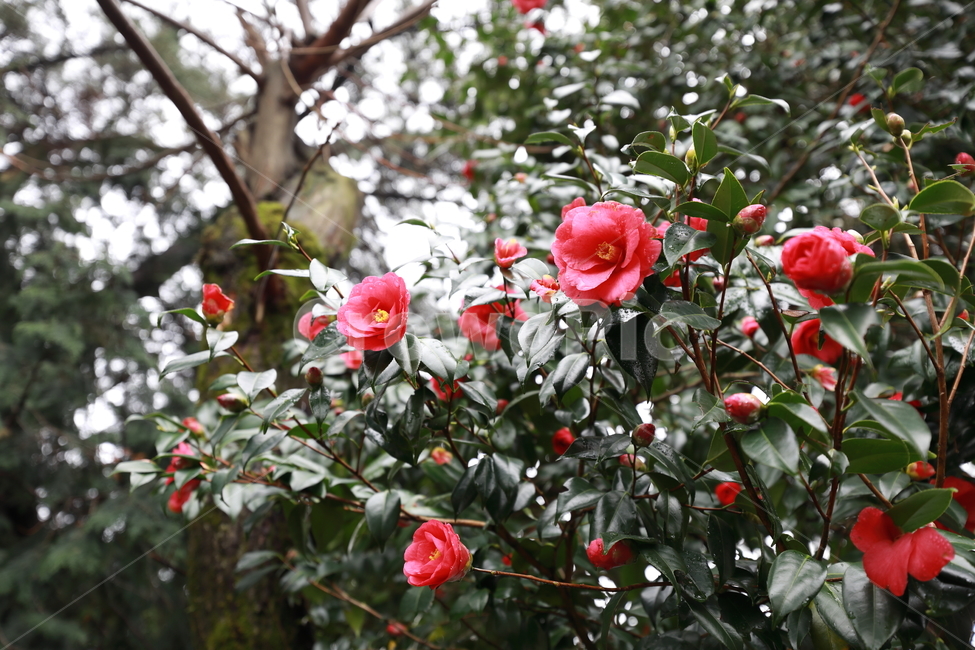 꽃,자연,나무,빨강,봄,flower,nature,tree,red,spring,동백꽃,봄,계절,spring,season,식물,자연,plants,nature,꽃,flower,감성,sensible,feeling,plant,rose,장미,blossom