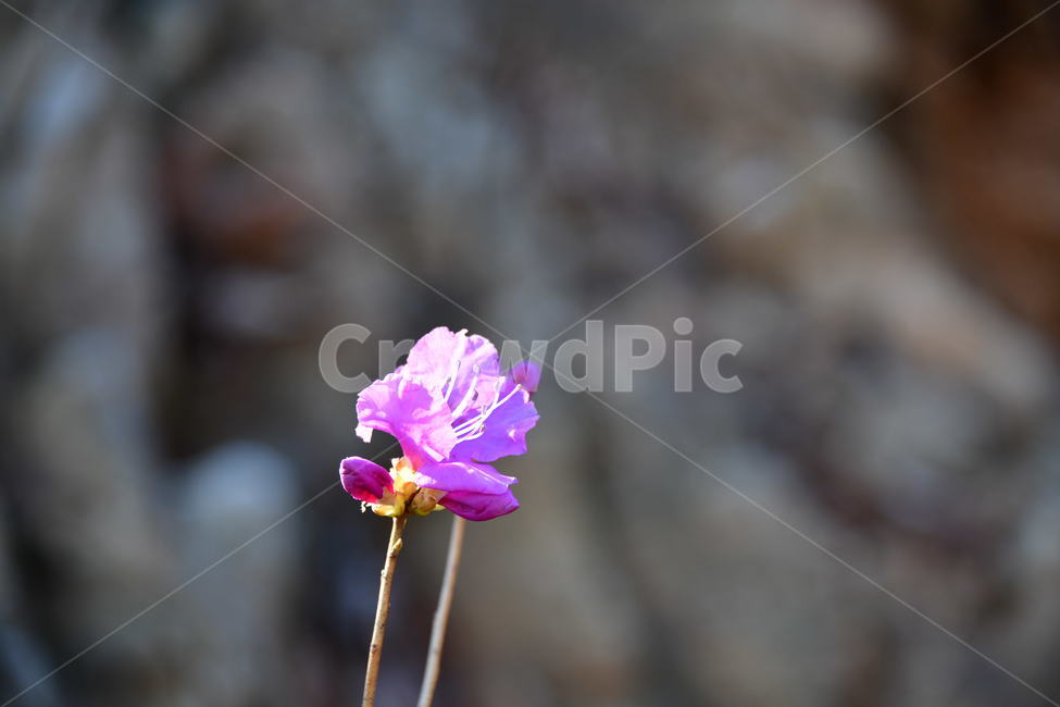 식물,plant,꽃,flower,봄