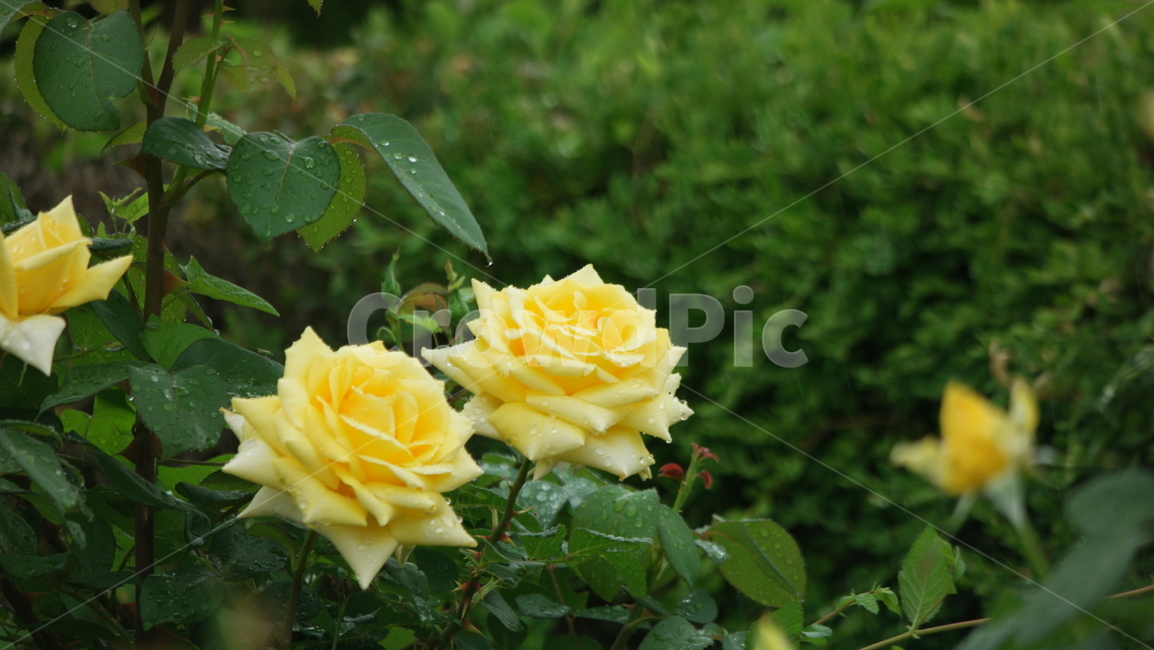 장미,장미원,장미꽃,백장미,로즈,로즈가든,식물,자연,plants,nature,꽃,flower