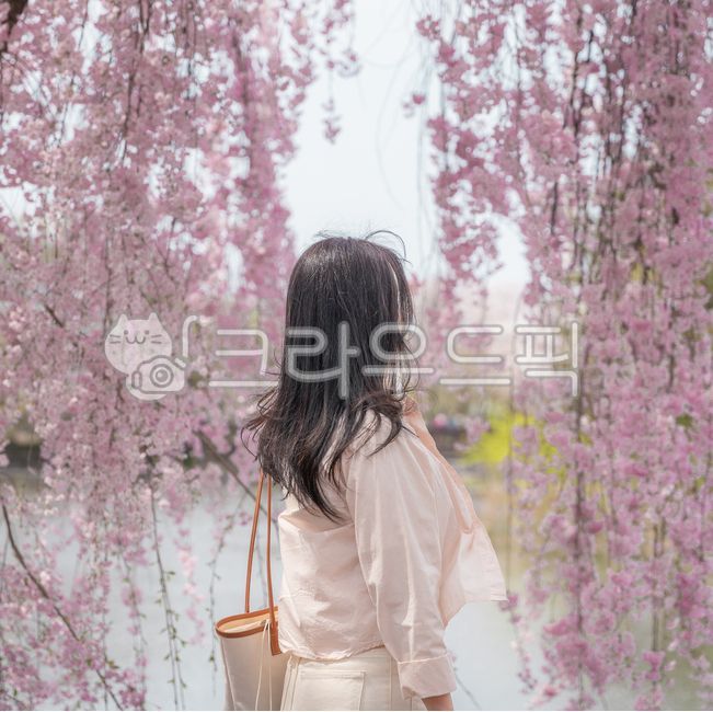 weeping cherry blossoms,weeping cherry blossom portrait,Cherry Blossom,cheeryblossom,Changnyeong Yeonji Pond,flower