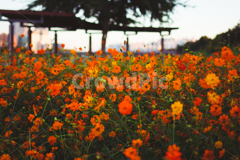 황화코스모스,코스모스,가을꽃,가을,꽃,cosmos,fall,autumn,식물,자연,nature,flower,안양천,orangecosmos,꽃밭,가을,계절,fall,autumn,season,식물,자연,plants,nature,꽃,flower