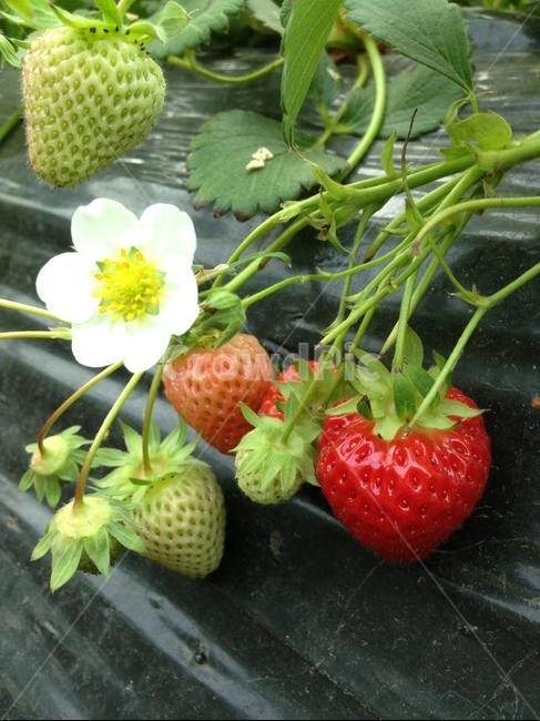 딸기,꽃,재배,농장,체험,strawberry,flower,cultivation,farm,experience,식물,자연,plants,nature,과일,열매,fruit