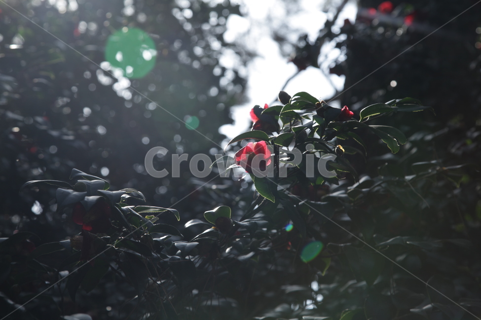 꽃,빛,동백꽃,자연,나무,화사함,샤랄라,예쁜,식물,자연,plants,nature,꽃,flower,휴식,힐링,rest,relaxation,healing