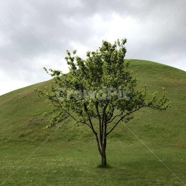 경주,대릉원,릉,언덕,풍경,한적,휴식,여유,힐링,산책,식물,자연,plants,nature,나무,trees,wood