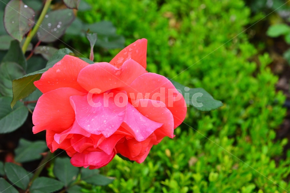 광주,서구,공원,풍암저수지,풍암공원,nature,자연,outdoors,옥외,plant,식물,관상용,field,들,blossom,flower,꽃,rose,장미,petal,꽃잎,빨강