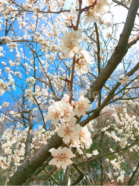 봄,꽃,벚꽃,연분홍꽃,활기참,봄,계절,spring,season,식물,자연,plants,nature,꽃,flower,plant