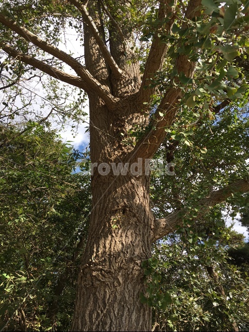 tree,나무,treetrunk,나무줄기,plant,식물,은행나무,나무,trees,wood