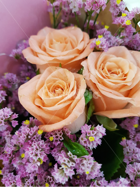 꽃,꽃다발,선물,사랑,장미,행복,오렌지색,plant,flower,love,rose,꽃,flower,기념일,축하,anniversary,congratulation,celebrate,celebration