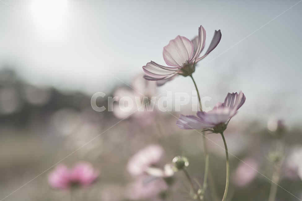 코스모스,가을,하늘,꽃,감성,가을,계절,fall,autumn,season,식물,자연,plants,nature,꽃,flower,감성,sensible,feeling,plant,petal,꽃잎,blossom