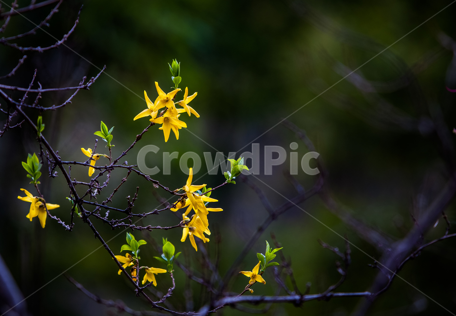 봄,봄꽃,개나리,감성사진,봄이미지,노란꽃,길거리꽃,봄,계절,spring,season,plant,식물