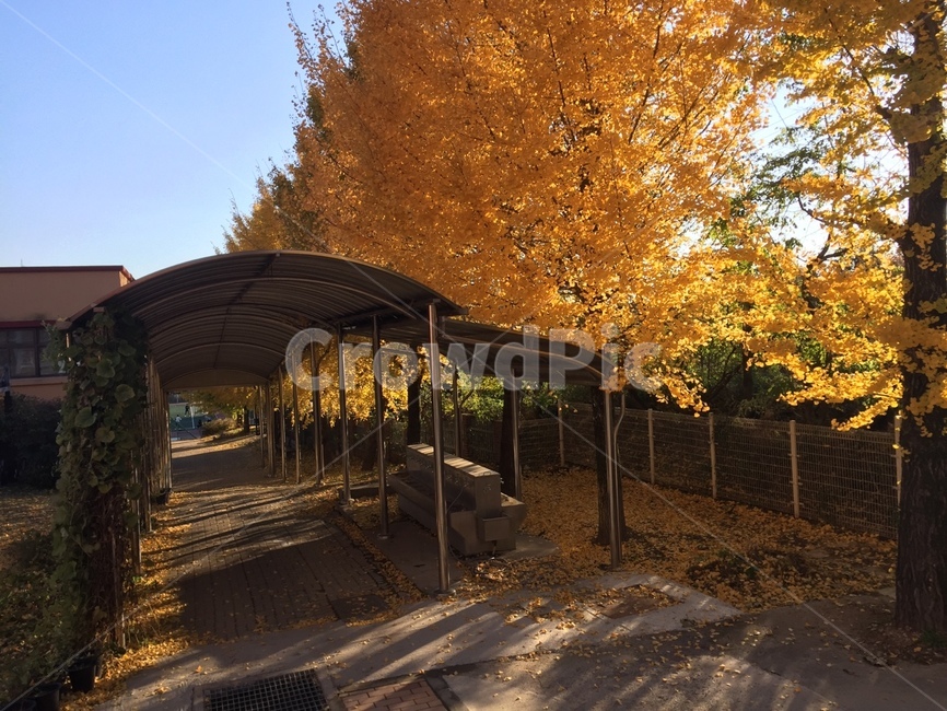 가을,은행,은행나무,은행잎,학교,노랑색,나무그림자,fall,ginkgo,leaf,yellow,가을,계절,fall,autumn,season,porch,현관,patio,안마당