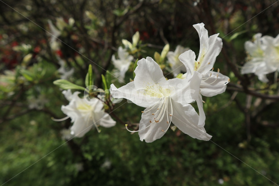 철쭉,흰색,봄,꽃,식물,자연,클로즈업,white,spring,flower