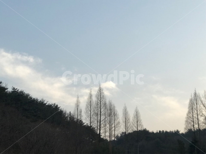 tree,나무,자연,nature,outdoors,옥외,구름,하늘,겨울,숲,자연,풍경,nature,landscape,plant,식물,vegetation,초목