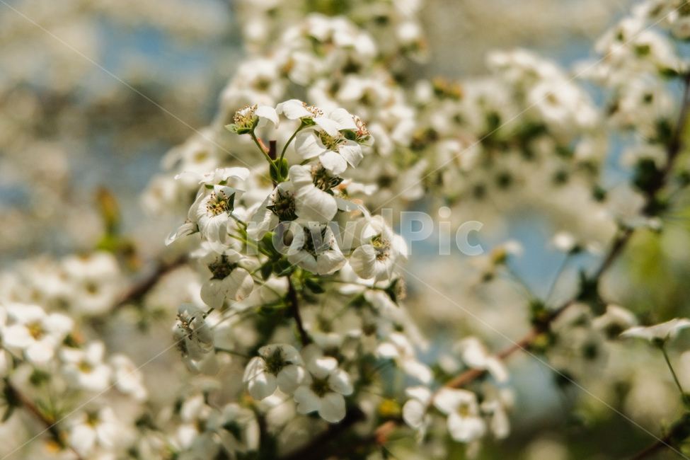 꽃,봄,풍경,배경,flower,spring,landscape,background