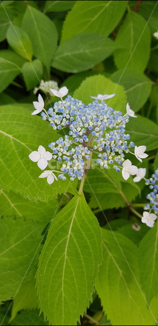 열매,6월,꽃,자연,식물,풀,들풀,들꽃,야생화,flower,plants,nature,배경,봄,여름