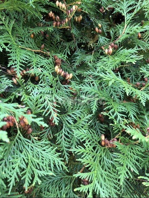 나무,나뭇잎,푸른,열매,생명,접사,식물,자연,plants,nature