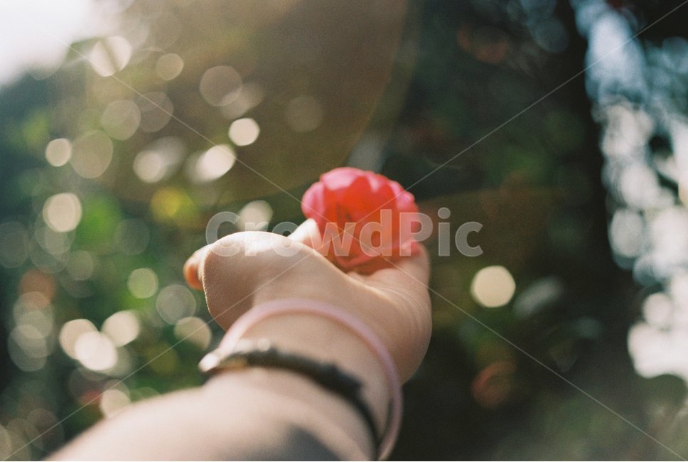 꽃,동백꽃,동백,겨울,손,플레어,플래어,flare,flower,flowers,snoww,winter,hand,보케,몽글몽글