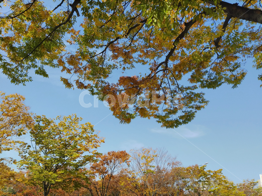 plant,식물,tree,나무,treetrunk,나무줄기,가을,계절,하늘,나뭇가지,나뭇잎,단풍,autumn
