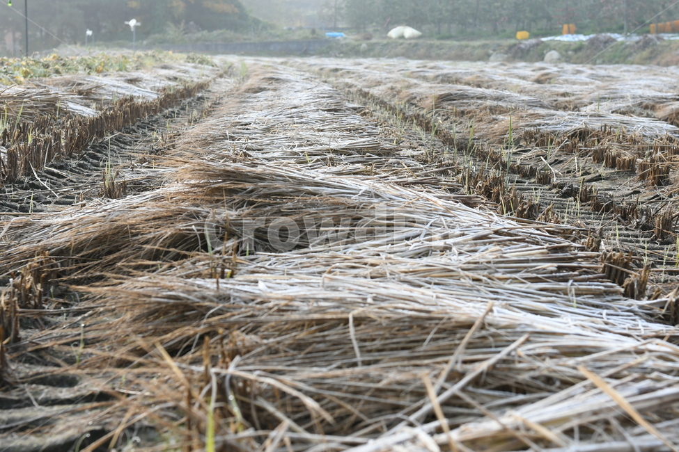 벼,추수,볏집,서리,겨울,농업,농사,겨울,계절,winter,season,산업,industry,industrial,농업,농사,agriculture,farming,farming industry